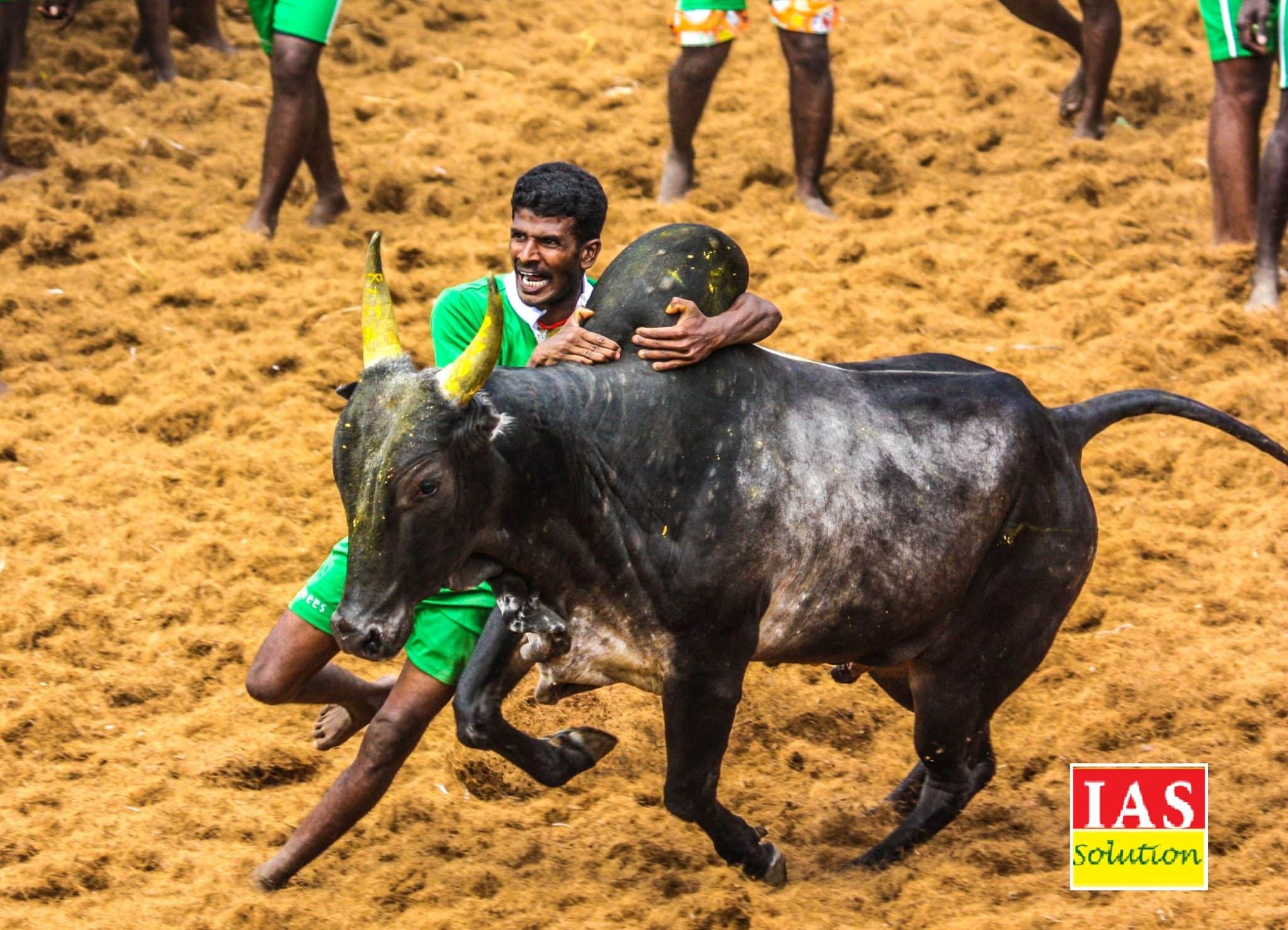 essay about jallikattu in english